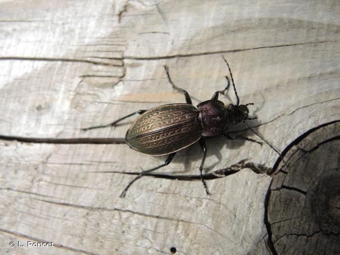 <i>Carabus arvensis</i> Herbst, 1784 © L. Poncet