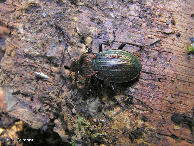 <i>Carabus cancellatus</i> Illiger, 1798 © B. Calmont