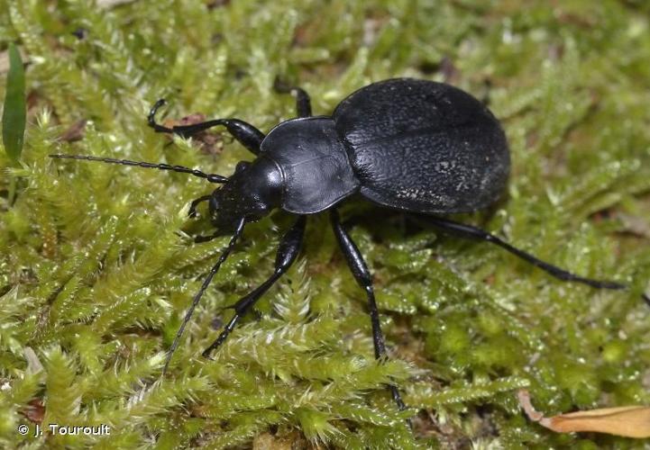 <i>Carabus coriaceus</i> Linnaeus, 1758 © J. Touroult