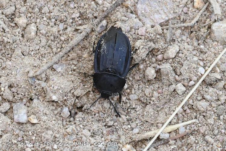 <i>Silpha tristis</i> Illiger, 1798 © J. Touroult - LPR Corse - MNHN, CdC, OFB