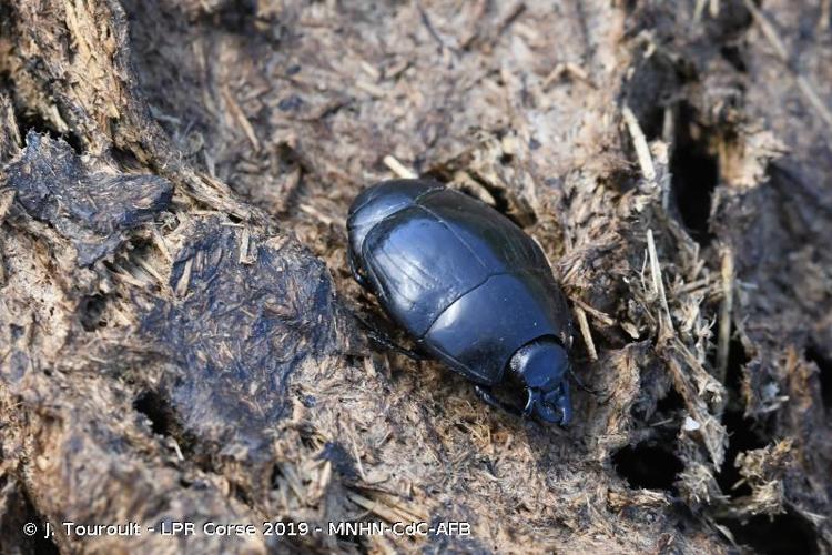 <i>Pachylister inaequalis</i> (Olivier, 1789) © J. Touroult - LPR Corse 2019 - MNHN-CdC-AFB