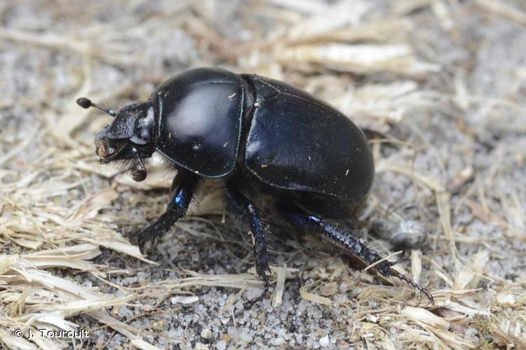 <i>Sericotrupes niger</i> (Marsham, 1802) © J. Touroult