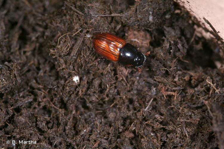 <i>Aphodius fimetarius</i> (Linnaeus, 1758) © B. Martha