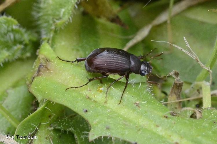 <i>Serica brunnea</i> (Linnaeus, 1758) © J. Touroult