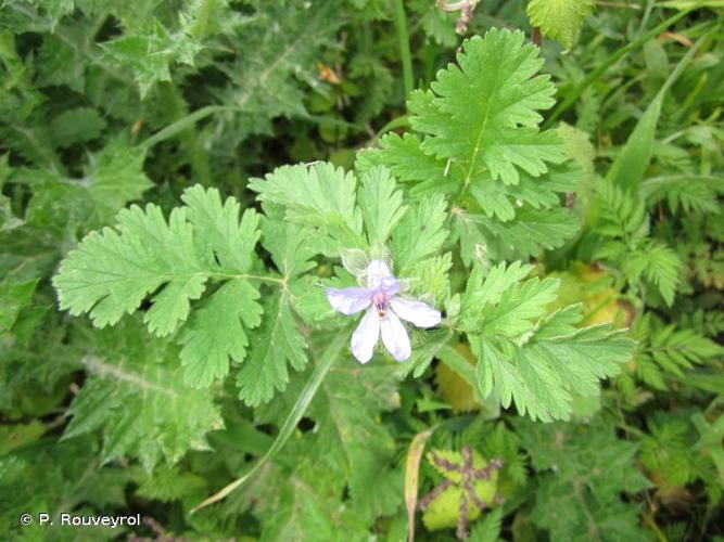 <i>Erodium ciconium</i> (L.) L'Hér., 1789 © P. Rouveyrol