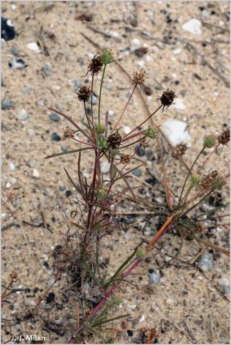 <i>Plantago arenaria</i> Waldst. & Kit., 1802 © 