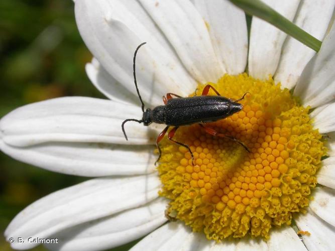 <i>Anoplodera rufipes</i> (Schaller, 1783) © B. Calmont