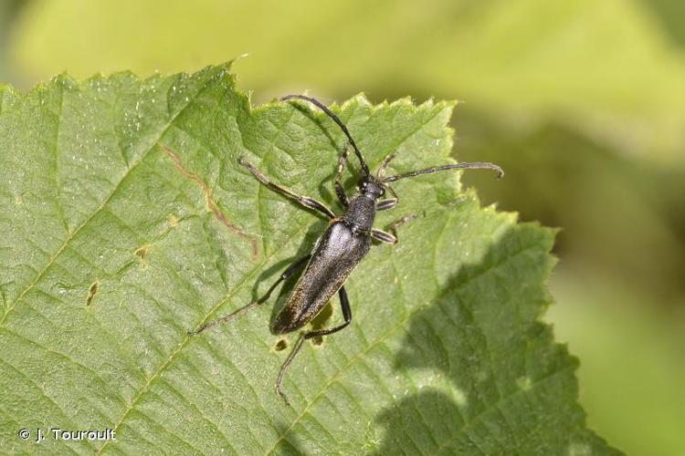 <i>Leptura aethiops</i> Poda, 1761 © J. Touroult