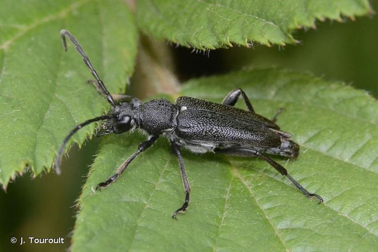 <i>Stictoleptura scutellata</i> (Fabricius, 1781) © J. Touroult