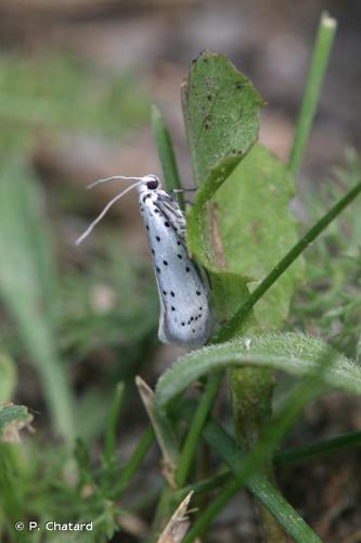 <i>Yponomeuta padella</i> (Linnaeus, 1758) © P. Chatard