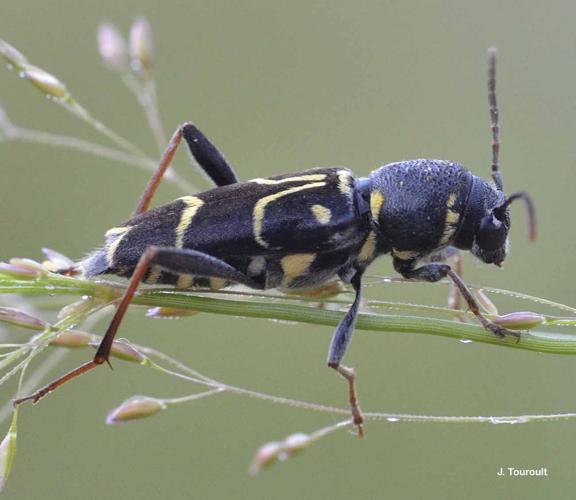 <i>Xylotrechus antilope</i> (Schönherr, 1817) © J. Touroult