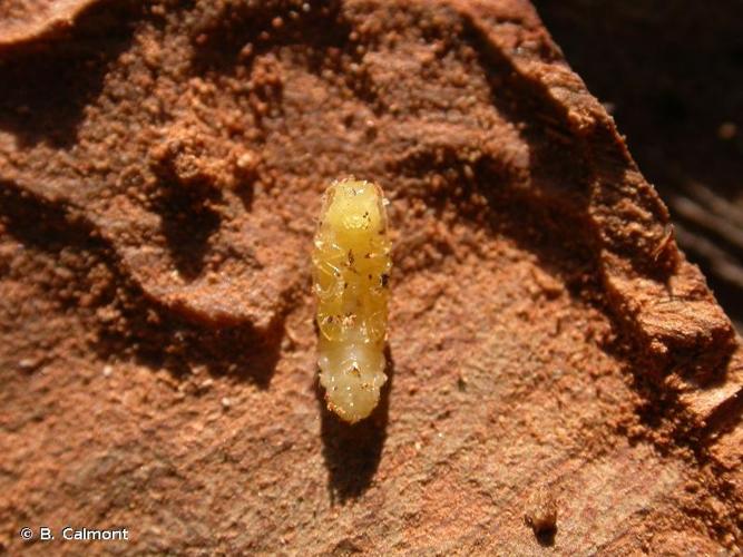 <i>Tetrops praeustus</i> (Linnaeus, 1758) © B. Calmont