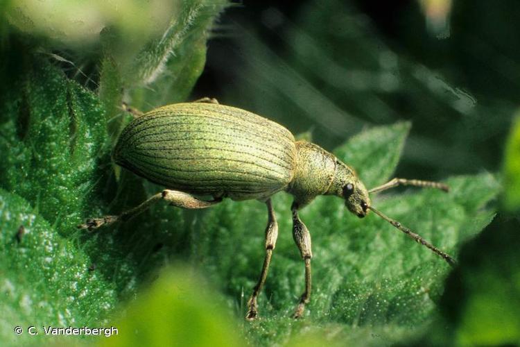 <i>Phyllobius pomaceus</i> Gyllenhal, 1834 © C. Vanderbergh