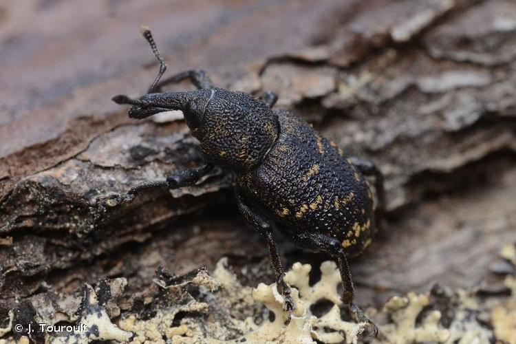 <i>Hylobius abietis</i> (Linnaeus, 1758) © J. Touroult