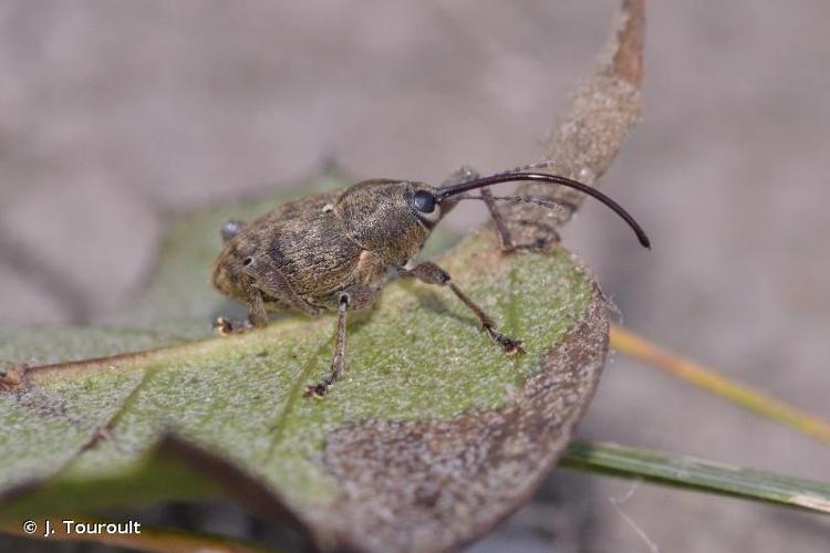 <i>Curculio glandium</i> Marsham, 1802 © J. Touroult