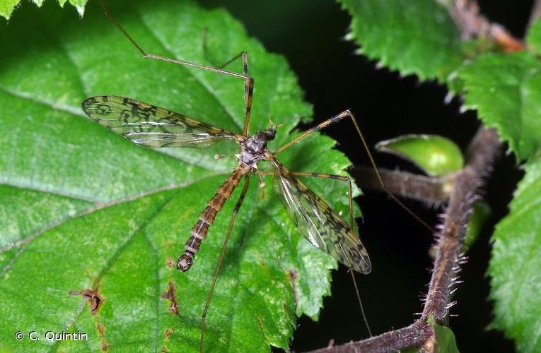 <i>Epiphragma ocellare</i> (Linnaeus, 1760) © C. Quintin