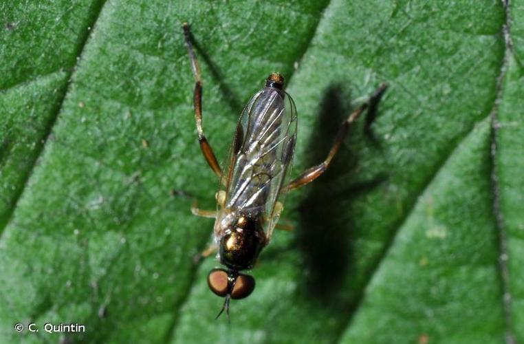 <i>Chorisops tibialis</i> (Meigen, 1820) © C. Quintin