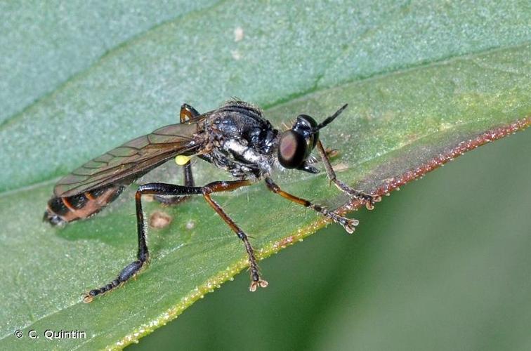 <i>Dioctria hyalipennis</i> (Fabricius, 1794) © C. Quintin