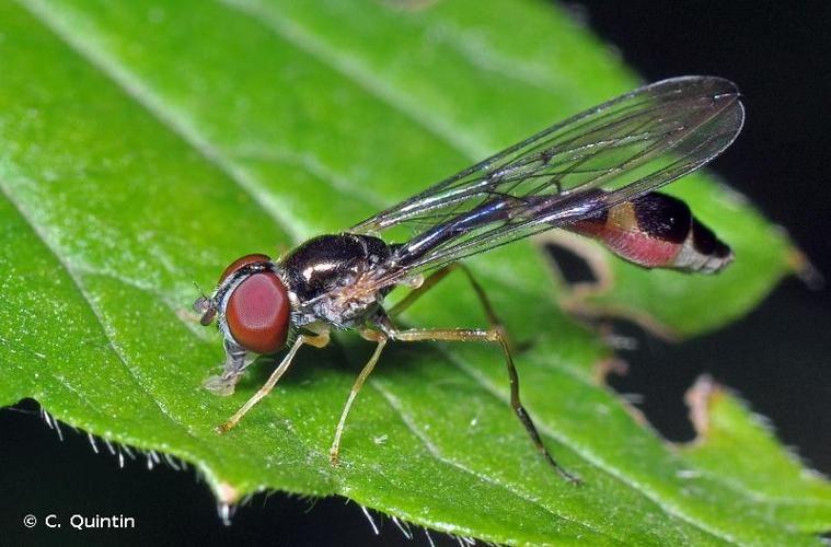 <i>Baccha elongata</i> (Fabricius, 1775) © C. Quintin