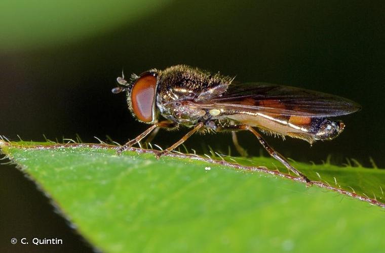 <i>Melanostoma mellinum</i> (Linnaeus, 1758) © C. Quintin