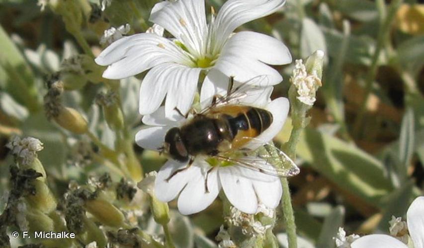 <i>Eristalis arbustorum</i> (Linnaeus, 1758) © F. Michalke