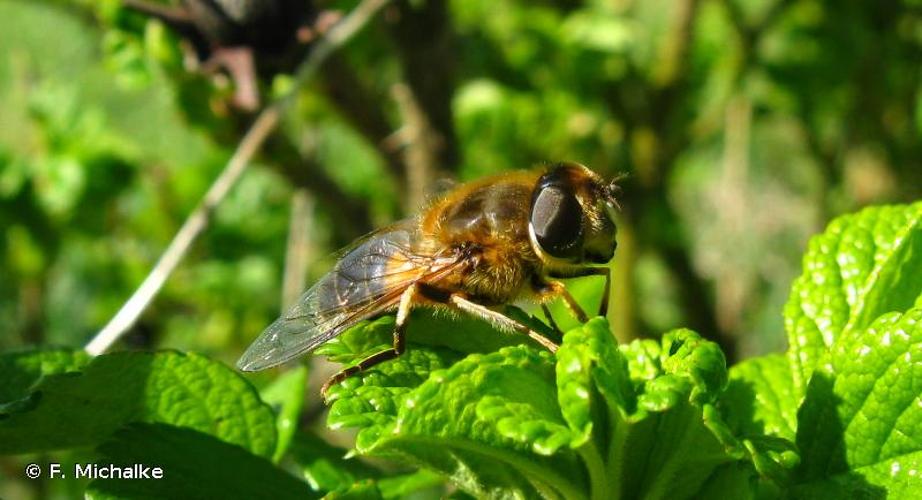 <i>Eristalis pertinax</i> (Scopoli, 1763) © F. Michalke