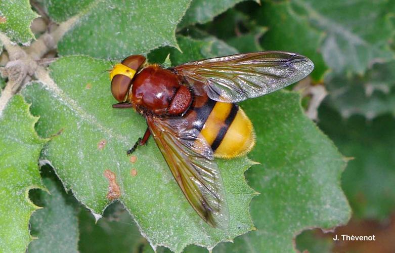 <i>Volucella zonaria</i> (Poda, 1761) © J. Thévenot