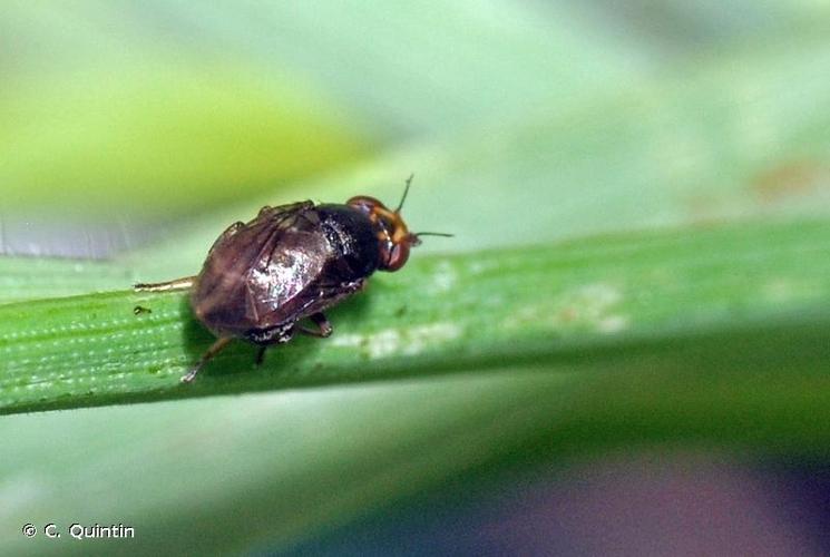 <i>Camarota curvipennis</i> (Latreille, 1805) © C. Quintin