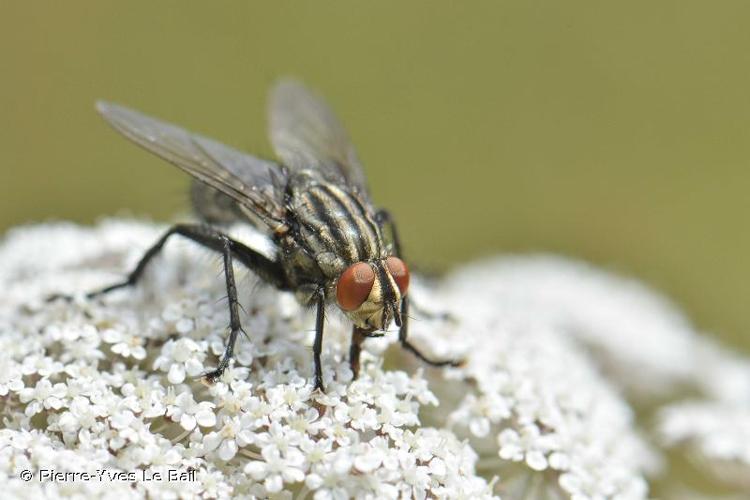 <i>Sarcophaga carnaria</i> (Linnaeus, 1758) © Pierre-Yves Le Bail