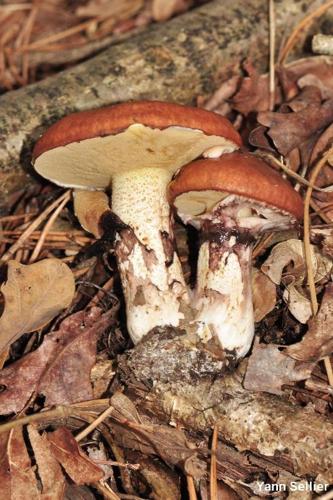 <i>Suillus luteus</i> (L. : Fr.) Roussel © Y. Sellier