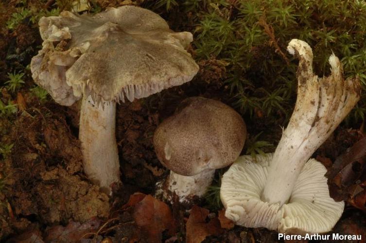 <i>Tricholoma sciodes</i> (Pers.) C. Martin © PA. Moreau