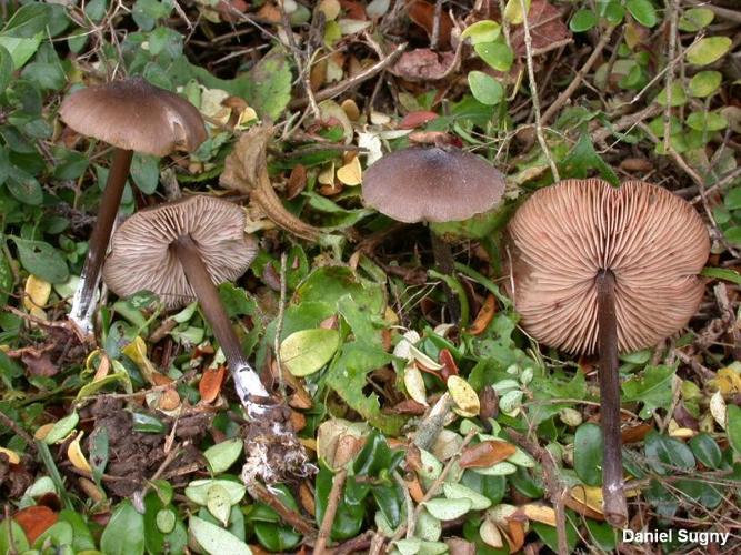 <i>Entoloma hebes</i> (Romagn.) Trimbach, 1981 © D. Sugny