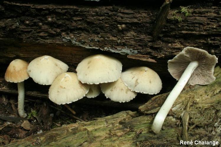 <i>Psathyrella candolleana</i> (Fr.) Maire, 1937 © R. Chalange