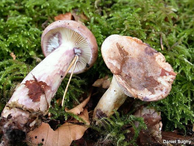 <i>Lactarius uvidus</i> (Fr. : Fr.) Fr. © D. Sugny