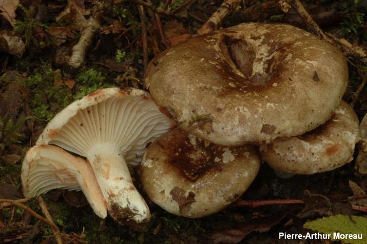 <i>Russula nigricans</i> (Bull. ?) Fr. © PA. Moreau