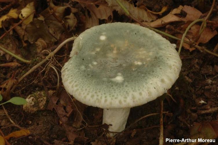 <i>Russula virescens</i> (Schaeff.) Fr. © PA. Moreau