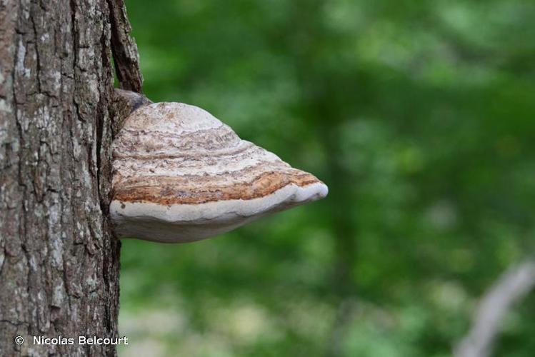 <i>Fomes fomentarius</i> (L.) Fr., 1849 © Nicolas Belcourt