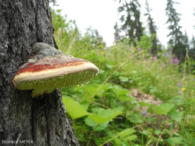 <i>Fomitopsis pinicola</i> (Sw. : Fr.) P.Karst., 1881 © S. MEYER