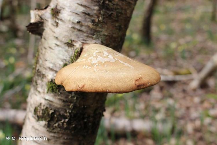 <i>Piptoporus betulinus</i> (Bull. : Fr.) P.Karst., 1881 © O. Roquinarc'h