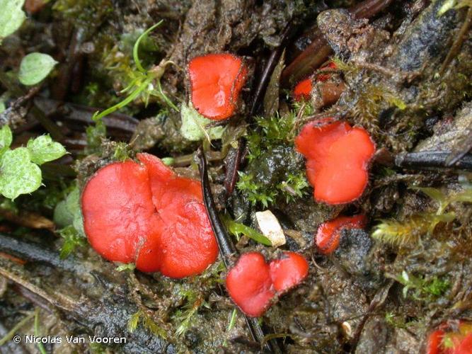 <i>Scutellinia umbrorum</i> (Fr. : Fr.) Lambotte, 1887 © Nicolas Van Vooren