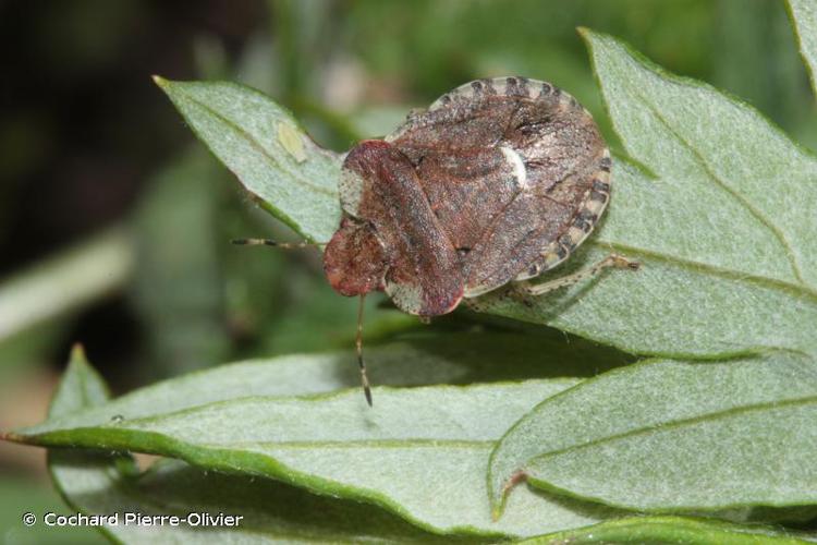 <i>Dyroderes umbraculatus</i> (Fabricius, 1775) © Cochard Pierre-Olivier