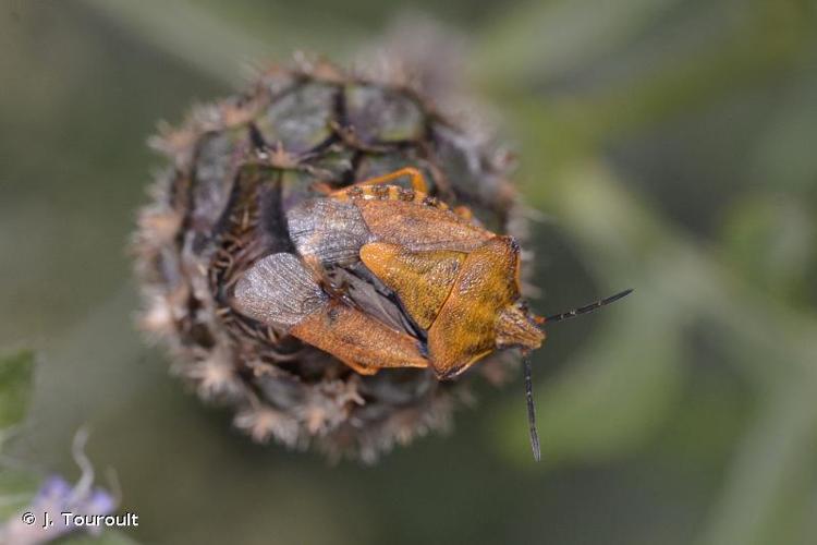 <i>Carpocoris purpureipennis</i> (De Geer, 1773) © J. Touroult