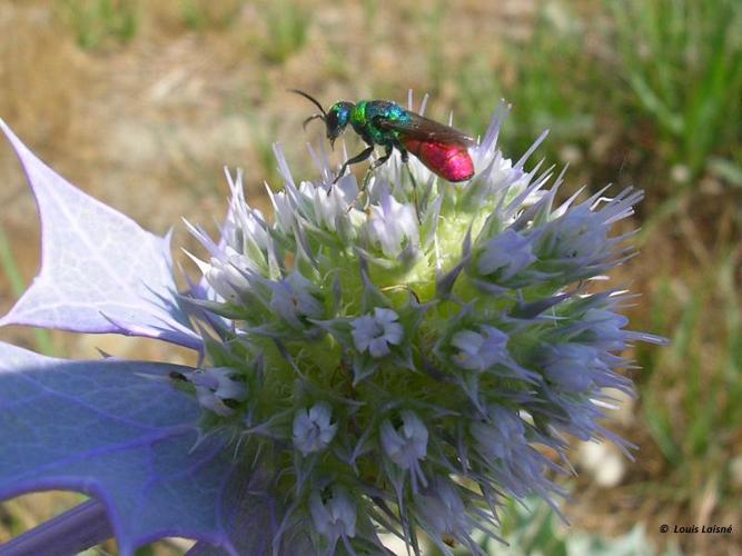 <i>Chrysis ignita</i> (Linnaeus, 1758) © 