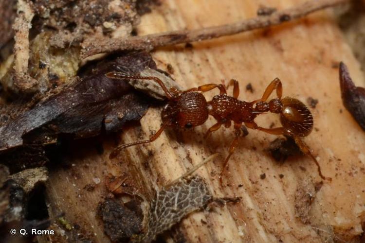 <i>Myrmica scabrinodis</i> Nylander, 1846 © Q. Rome