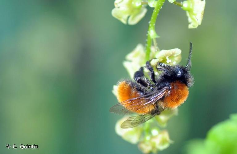 <i>Andrena fulva</i> (Müller, 1766) © C. Quintin