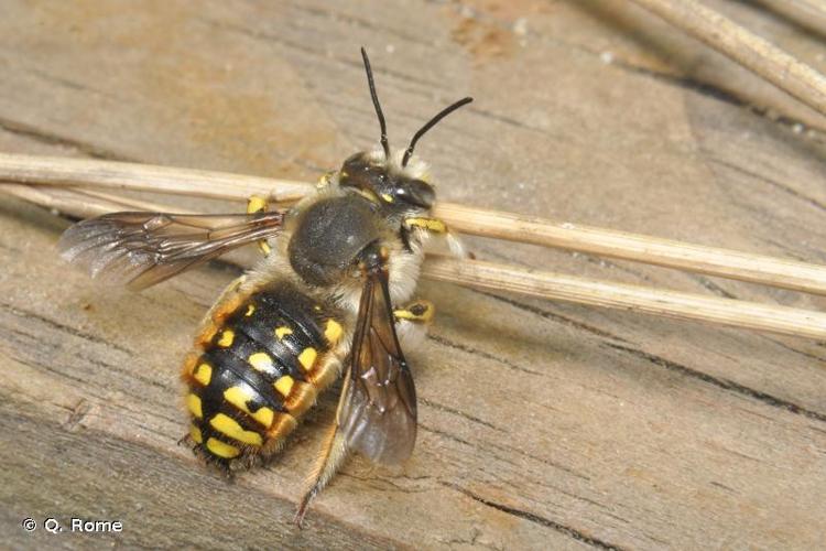 <i>Anthidium manicatum</i> (Linnaeus, 1758) © Q. Rome