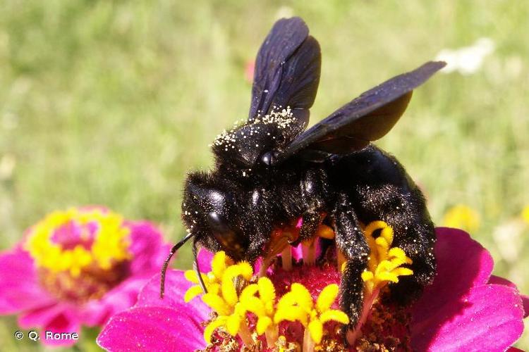 <i>Xylocopa violacea</i> (Linnaeus, 1758) © Q. Rome