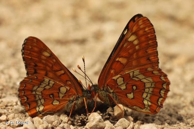 <i>Euphydryas maturna</i> (Linnaeus, 1758) © D. Morel