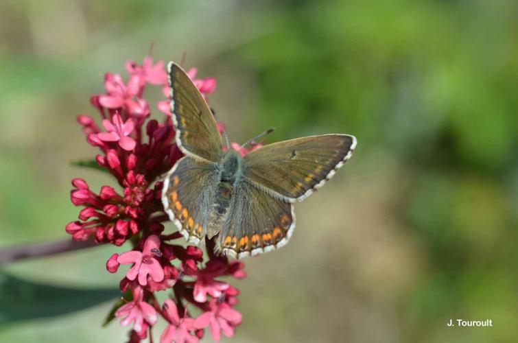 <i>Lysandra bellargus</i> (Rottemburg, 1775) © J. Touroult