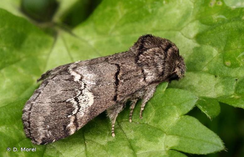 <i>Drymonia querna</i> (Denis & Schiffermüller, 1775) © D. Morel